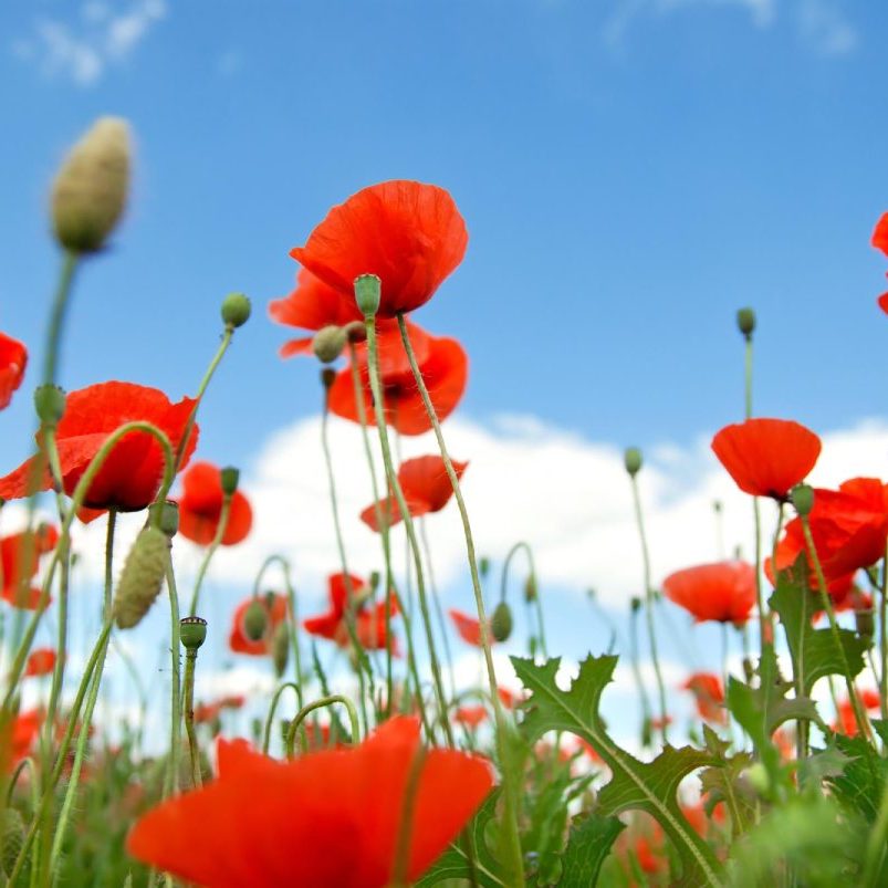 Poppy against blue sky